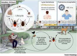 Attēlu rezultāti vaicājumam “Ixodes”