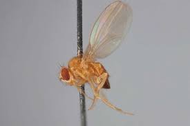 Attēlu rezultāti vaicājumam “Drosophila melanogaster”