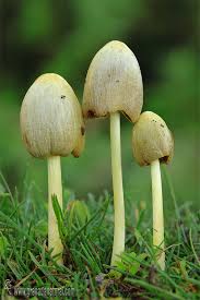 Attēlu rezultāti vaicājumam “Bolbitius vitellinus”