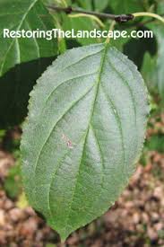 Attēlu rezultāti vaicājumam “Rhamnus cathartica leaf”