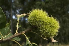 Attēlu rezultāti vaicājumam “Castanea sativa”