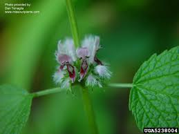 Image result for Leonurus cardiaca