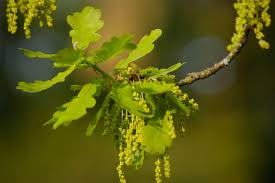 Attēlu rezultāti vaicājumam “Quercus robur male flower”