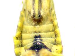 Attēlu rezultāti vaicājumam “Rhopalus maculatus imago”