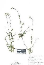 Attēlu rezultāti vaicājumam “Draba nemorosa fruit”