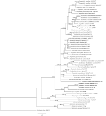 Attēlu rezultāti vaicājumam “Junghuhnia pseudozilingiana”