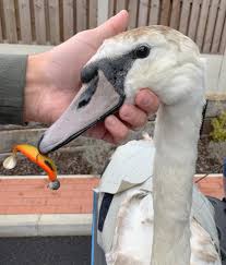 Image result for South Yorkshire Swans