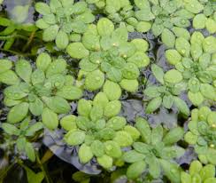 Attēlu rezultāti vaicājumam “Callitriche cophocarpa”