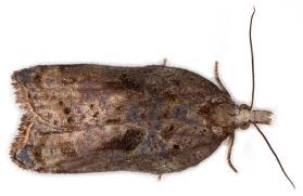 Attēlu rezultāti vaicājumam “Acleris cristana”