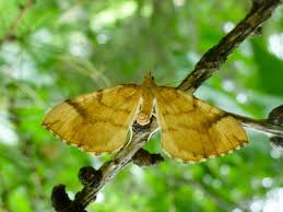 Attēlu rezultāti vaicājumam “Eulithis mellinata”