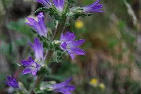 Image result for Campanula spicata