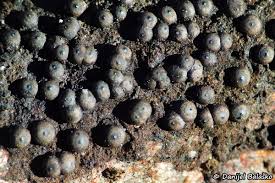 Attēlu rezultāti vaicājumam “Rosellinia desmazieri spores”