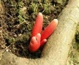 Attēlu rezultāti vaicājumam “Podostroma leucopus”