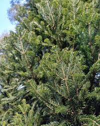 Attēlu rezultāti vaicājumam “Abies alba”