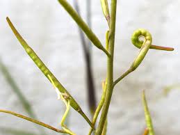 Attēlu rezultāti vaicājumam “Sinapis arvensis fruit”