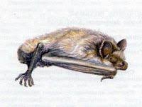 Attēlu rezultāti vaicājumam “Myotis dasycneme”