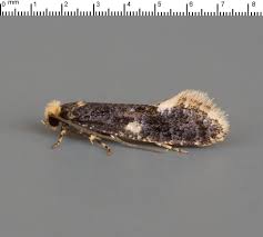 Attēlu rezultāti vaicājumam “Monopis weaverella”