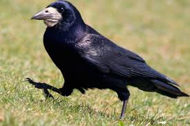 Attēlu rezultāti vaicājumam “Corvus frugilegus”