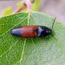 Attēlu rezultāti vaicājumam “Ampedus balteatus”