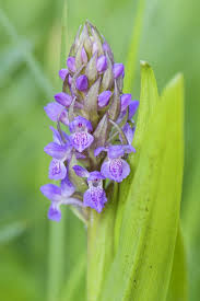 Attēlu rezultāti vaicājumam “Dactylorhiza incarnata flower”