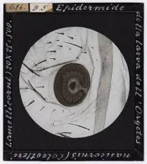 Attēlu rezultāti vaicājumam “Oryctes nasicornis larva”