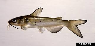 Image result for Ictalurus punctatus