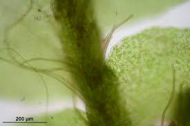 Attēlu rezultāti vaicājumam “Leiocolea collaris”