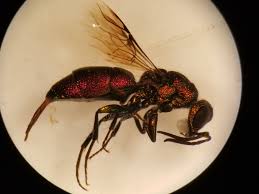 Attēlu rezultāti vaicājumam “Drepanepteryx phalaenoides”