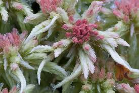 Attēlu rezultāti vaicājumam “Sphagnum russowii”