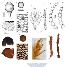Attēlu rezultāti vaicājumam “Sphagnum molle”