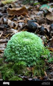 Attēlu rezultāti vaicājumam “Leucobryum glaucum”
