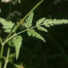 Attēlu rezultāti vaicājumam “Torilis japonica leaf”