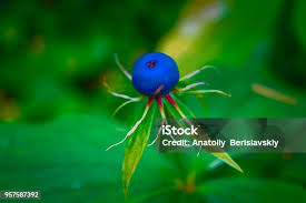 Attēlu rezultāti vaicājumam “Paris quadrifolia fruit”