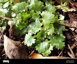 Attēlu rezultāti vaicājumam “Libanotis montana leaf”