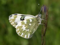 Attēlu rezultāti vaicājumam “Pontia edusa”