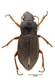 Attēlu rezultāti vaicājumam “Pseudoophonus rufipes”