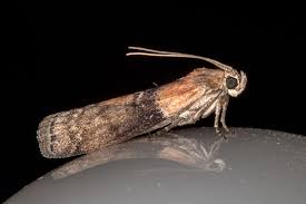 Attēlu rezultāti vaicājumam “Sciota adelphella”