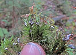 Attēlu rezultāti vaicājumam “Diderma deplanatum sessile”