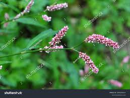 Attēlu rezultāti vaicājumam “Persicaria maculosa”