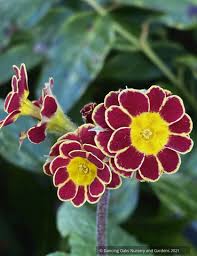 Attēlu rezultāti vaicājumam “Primula x polyantha flower”