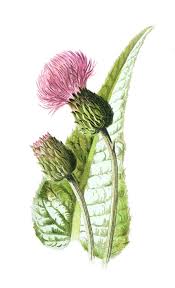 Attēlu rezultāti vaicājumam “Cirsium heterophyllum flower”
