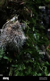 Attēlu rezultāti vaicājumam “Tilachlidium brachiatum”