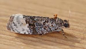 Attēlu rezultāti vaicājumam “Apotomis betuletana”