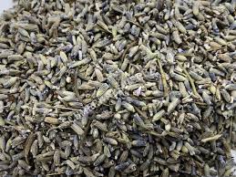 Attēlu rezultāti vaicājumam “Lavandula angustifolia bud”