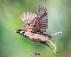 Attēlu rezultāti vaicājumam “Passeriformes”