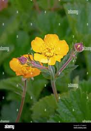 Attēlu rezultāti vaicājumam “Potentilla arenaria bud”