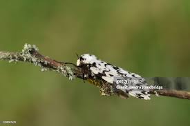 Attēlu rezultāti vaicājumam “Lymantria monacha”