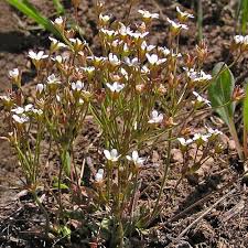Attēlu rezultāti vaicājumam “Androsace septentrionalis fruit”