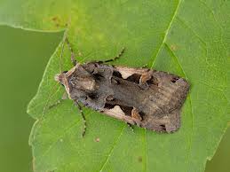 Attēlu rezultāti vaicājumam “Xestia c-nigrum”