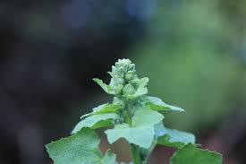 Attēlu rezultāti vaicājumam “Alcea rosea bud”